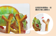 Load image into Gallery viewer, 方形書:動物捉迷藏