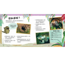 Load image into Gallery viewer, 小鴨嘴獸的一天