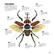 Load image into Gallery viewer, 甲蟲之書