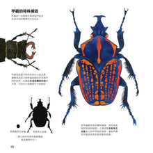 Load image into Gallery viewer, 甲蟲之書