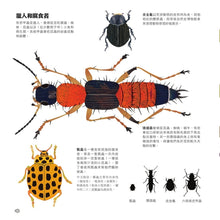 Load image into Gallery viewer, 甲蟲之書
