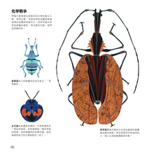 Load image into Gallery viewer, 甲蟲之書