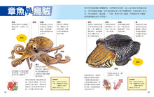 Load image into Gallery viewer, 小牛頓2024新品--一樣不一樣