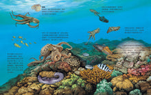 Load image into Gallery viewer, 小牛頓2024新品--一樣不一樣