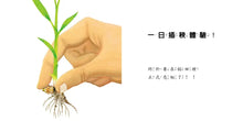 Load image into Gallery viewer, 當一天米飯