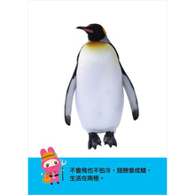 Load image into Gallery viewer, 忍者兔認知學習圖卡:數字123 x 字母ABC x 交通 x 動物【40張雙面全彩圖卡+收納鐵盒】