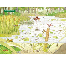 Load image into Gallery viewer, 昆蟲觀察入門