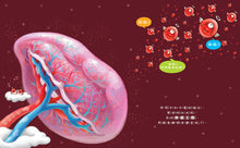 Load image into Gallery viewer, 金妮比尼系列:心臟噗通噗通:血液的身體大冒險