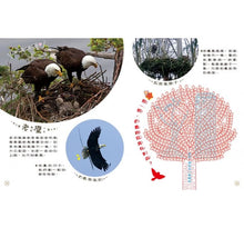 Load image into Gallery viewer, 小偵探大追擊:認識鳥兒大小事