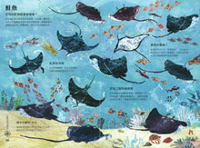 Load image into Gallery viewer, 海洋大書BLUE