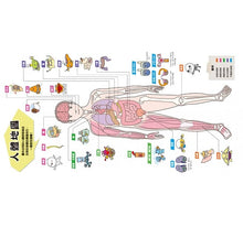 Load image into Gallery viewer, 人體器官小圖鑑