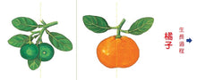 Load image into Gallery viewer, 小種子,快長大(水果篇)
