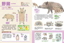 Load image into Gallery viewer, 動物媽媽的乳房:動物比較圖鑑
