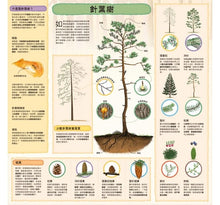 Load image into Gallery viewer, 童話知識小百科翻翻書:小紅帽 x 韓賽爾 x 白雪公主 x 小美人魚