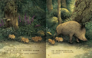 小野豬迷路了