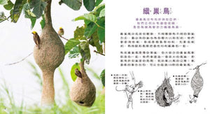 小小建築師：動物界的建築大師